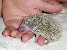 Мелкое зверье