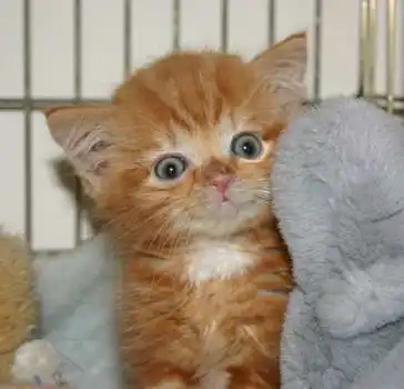 Котенок... Мего позитив:)