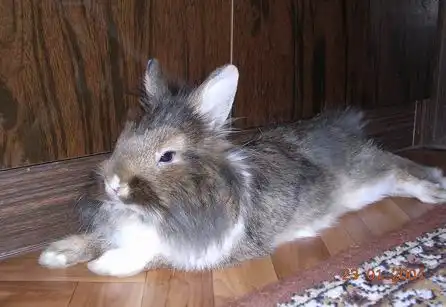 Зайцы, добрые :)