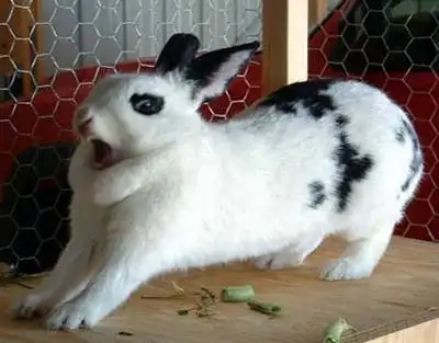 Зайцы, добрые :)