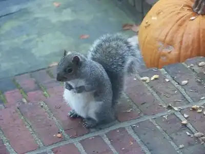 Белки сука наглые:)