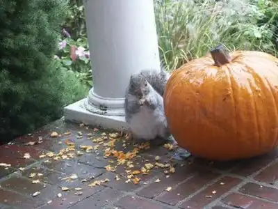 Белки сука наглые:)