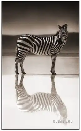 Черно-белые зверюшки