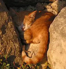 Catz wanna sleep too! :D