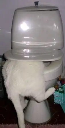 Коты картинки+ текст