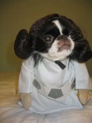 Финалисты конкурса Лучший костюм к Хеллоуин 2006