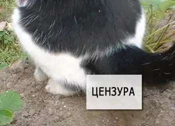 Кошачий позитив :)