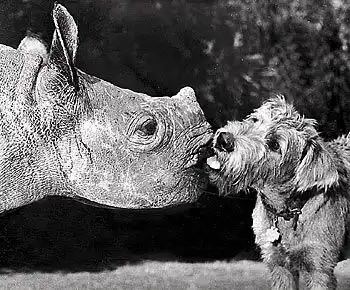 Домашний носорог:)