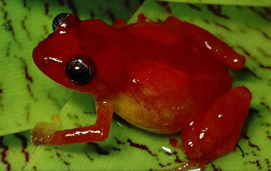 Хочешь прынца или принцессу?