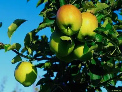 Ммммм...ням ням :)