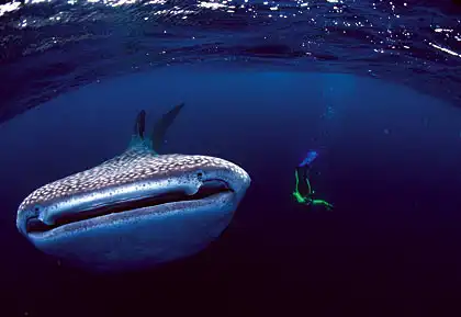 ...опять о море.