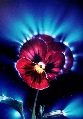 Кирлиан-свечение