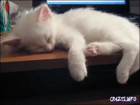 Котята - позитив дня