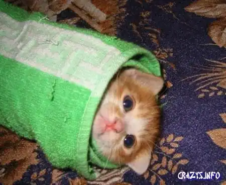 Увеличить картинку