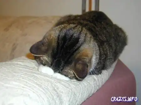 Увеличить картинку