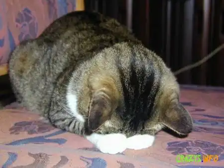 Увеличить картинку