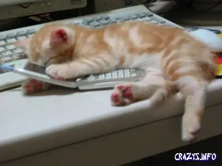 Увеличить картинку