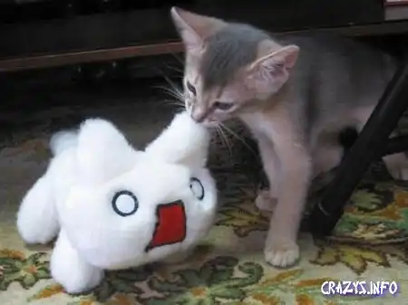 Увеличить картинку