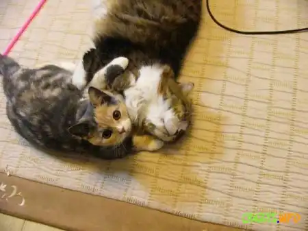 Увеличить картинку