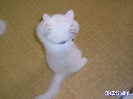 Увеличить картинку