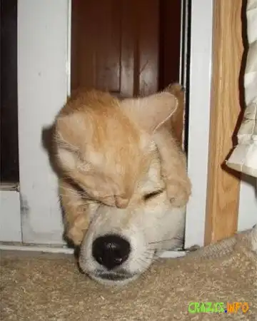 Увеличить картинку