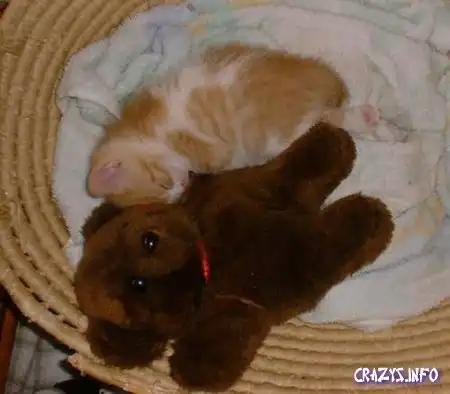 Увеличить картинку