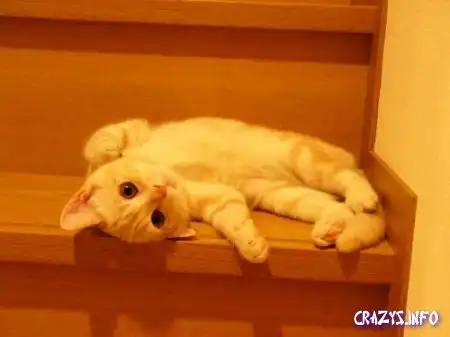 Увеличить картинку