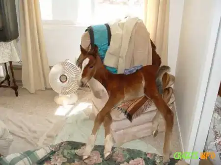 Увеличить картинку