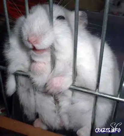 Увеличить картинку