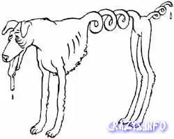 Новые породы собак