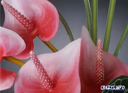 Увеличить картинку