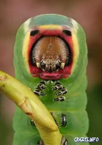 Этот пугающий мир насекомых