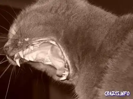 Увеличить картинку