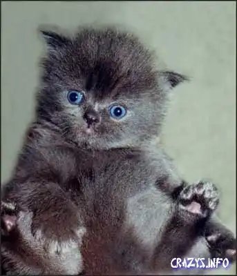 Еще котяры :)