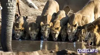 Ребята а можно я тут воду попью, а?