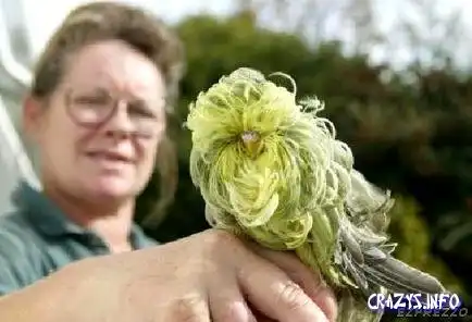 Что же интересно за порода у сее чадо ???