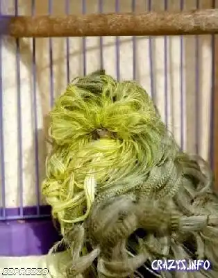 Что же интересно за порода у сее чадо ???