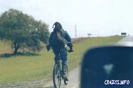 Отличный способ перевозки рогатого скота