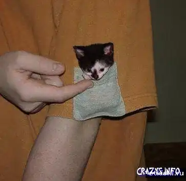 Забавные животные