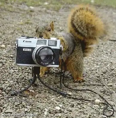 Белки и фотоаппараты