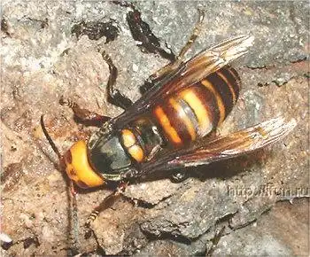 Огромная японская оса