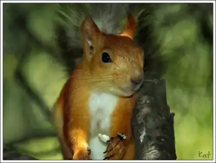 Подборка животных