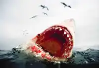 Если тебя укусили...