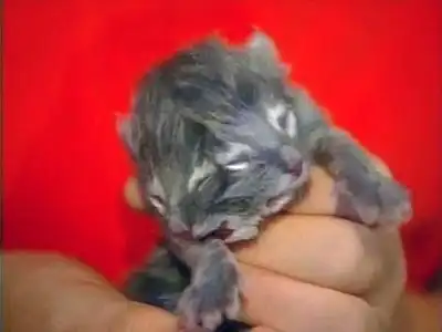 Котенок с двумя мордами