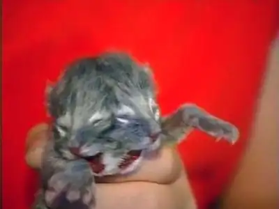 Котенок с двумя мордами