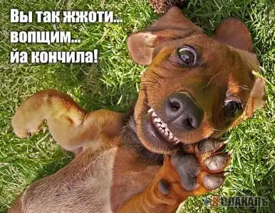 Забавные жЫвотные