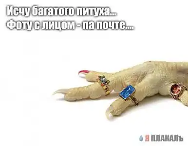 Забавные жЫвотные