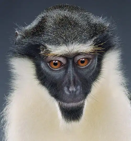 Обезьянки от Jillа Greenbergа