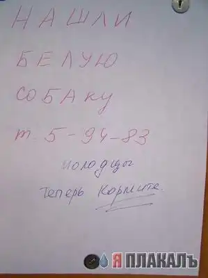 Нашли собаку