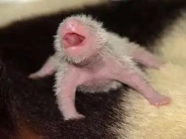 Что из него вырастит?